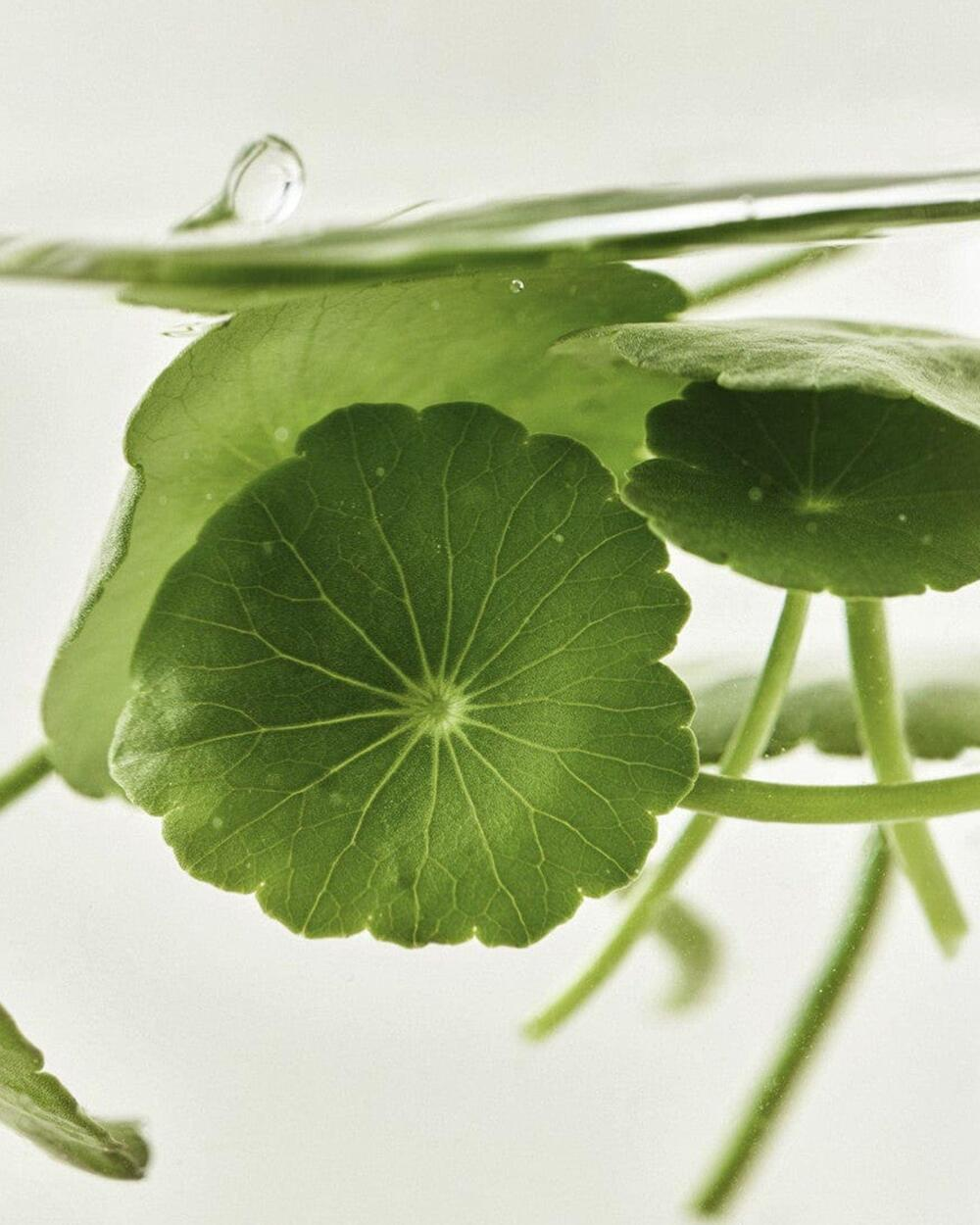Beauty of Joseon- Light On Serum  Centella + Vita C 30ml